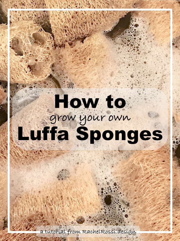 a-full-tutorial-on-how-to-grow-a-luffa-gord-and-then-make-the-luffa-into-a-sponge